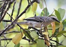 Tropical Mockingbird