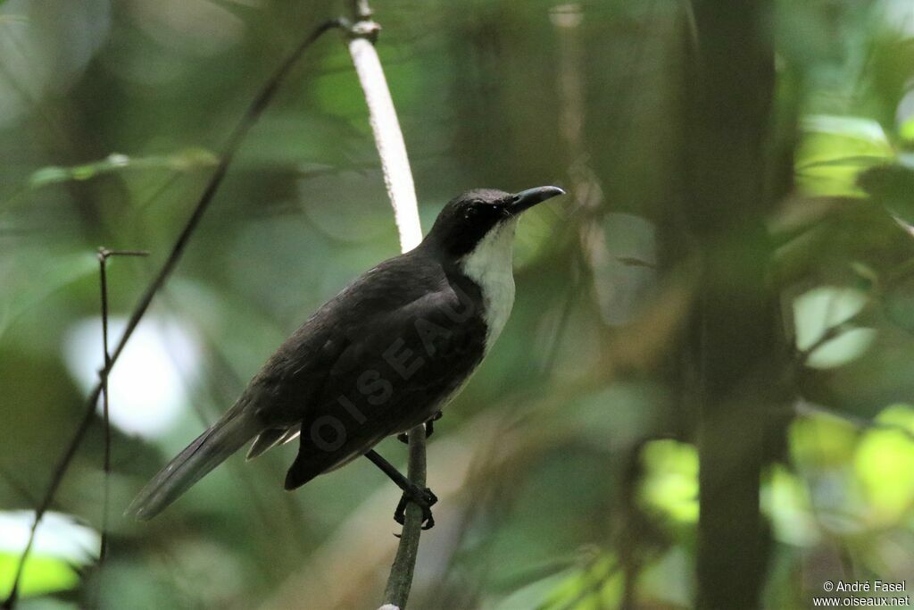 White-breasted Thrasher