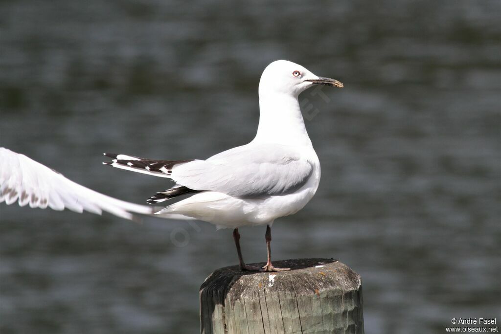 Mouette de Buller