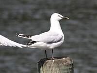 Mouette de Buller