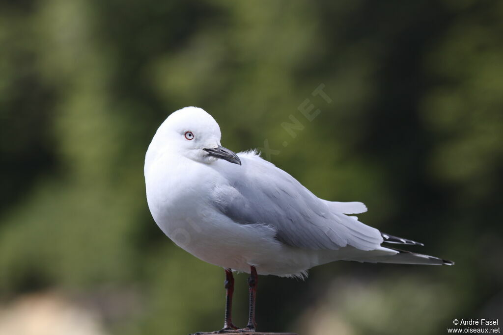 Mouette de Buller