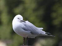 Mouette de Buller