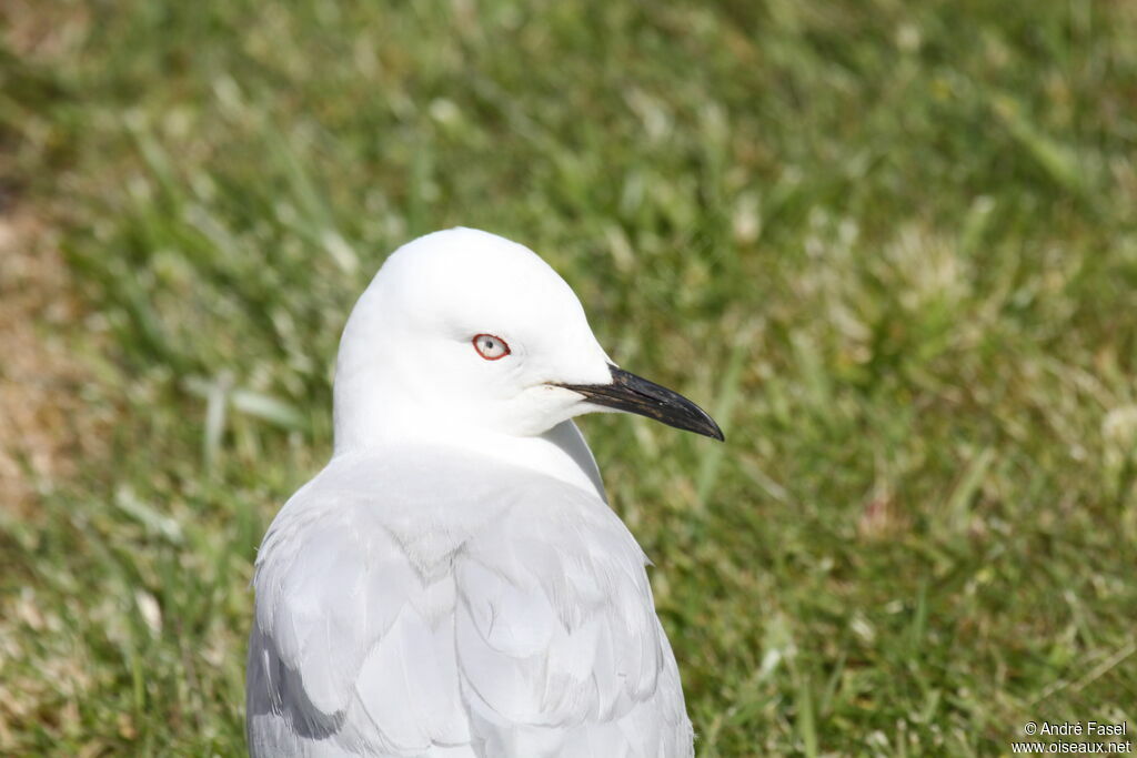 Mouette de Buller