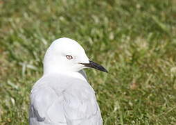 Black-billed Gull