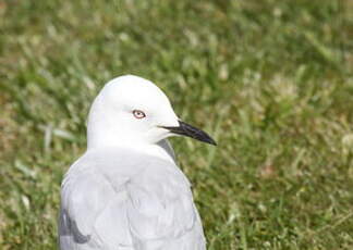 Mouette de Buller