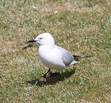 Mouette de Buller