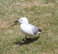 Black-billed Gull