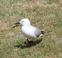 Mouette de Buller