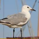 Mouette de Hartlaub