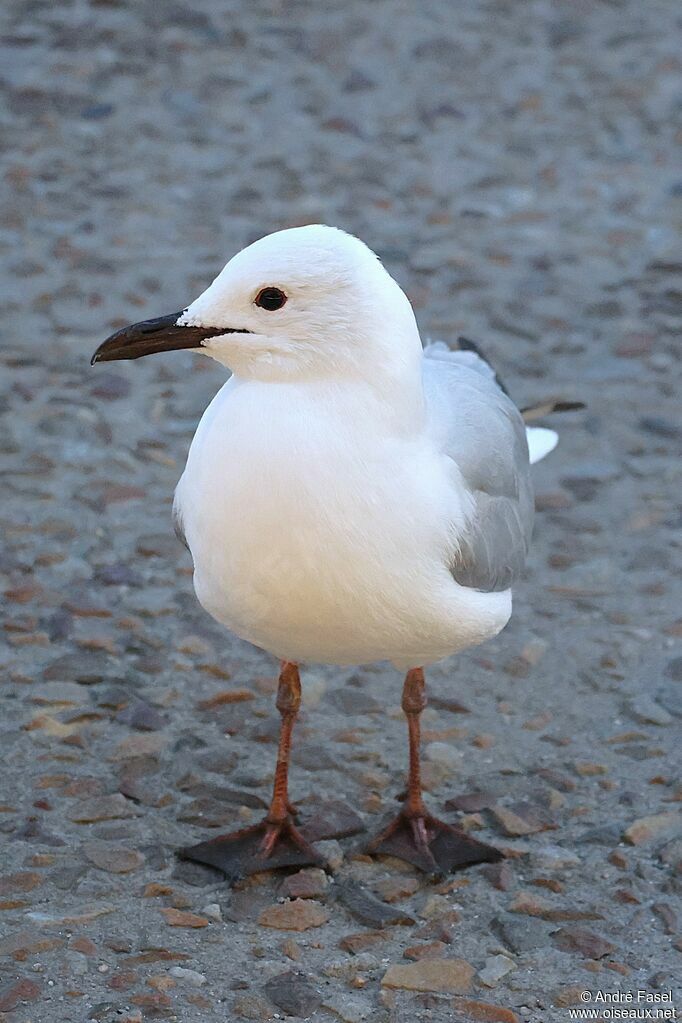 Mouette de Hartlaub