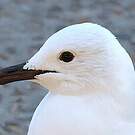 Mouette de Hartlaub