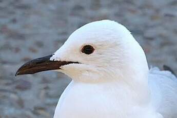 Mouette de Hartlaub