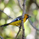 Oriole à dos rayé