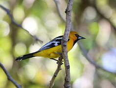 Streak-backed Oriole