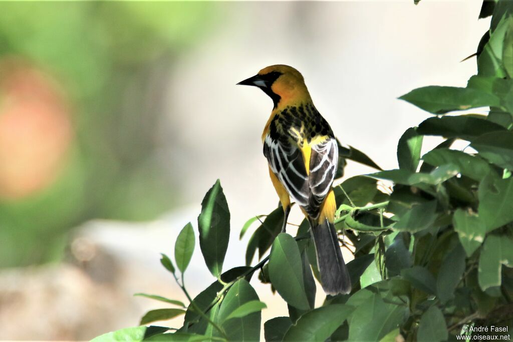 Oriole à dos rayé