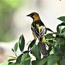 Oriole à dos rayé