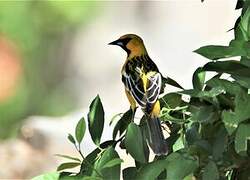 Streak-backed Oriole