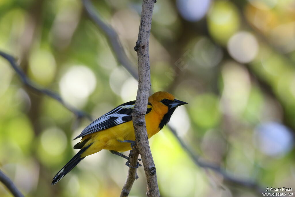 Streak-backed Oriole