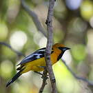 Oriole à dos rayé