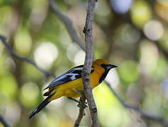 Streak-backed Oriole