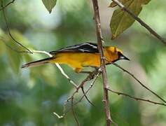 Oriole à dos rayé