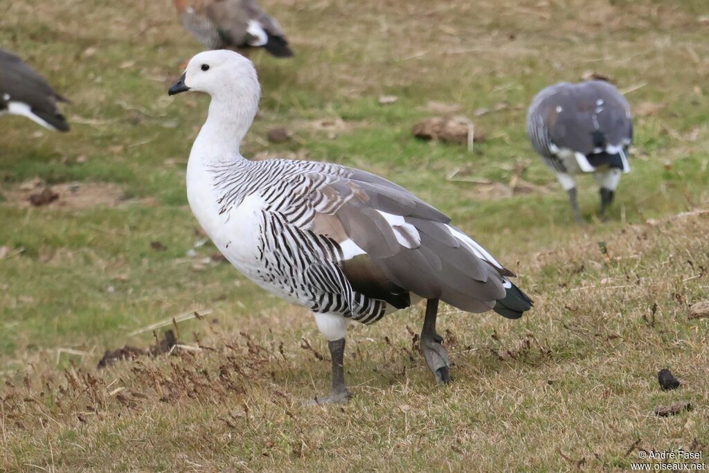 Upland Goose male
