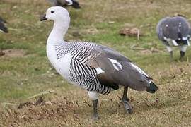 Upland Goose