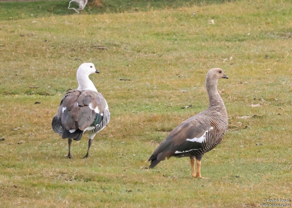 Upland Goose female