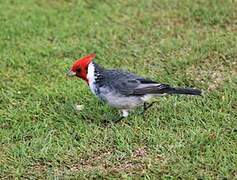 Red-crested Cardinal