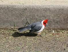 Red-crested Cardinal