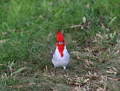 Red-crested Cardinal