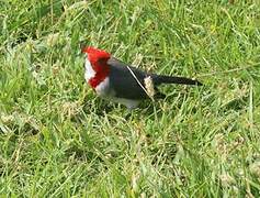 Red-crested Cardinal