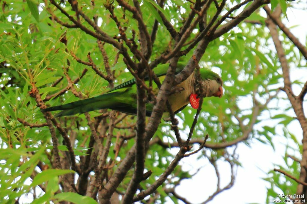 Monk Parakeet