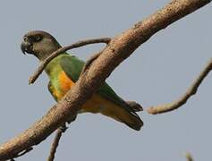 Senegal Parrot