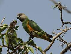 Senegal Parrot