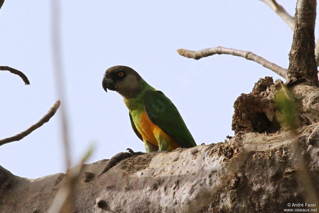 Senegal Parrot