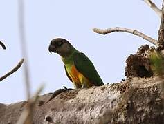 Senegal Parrot