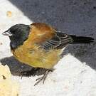 Phrygile à tête noire