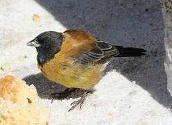 Black-hooded Sierra Finch