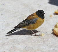 Black-hooded Sierra Finch