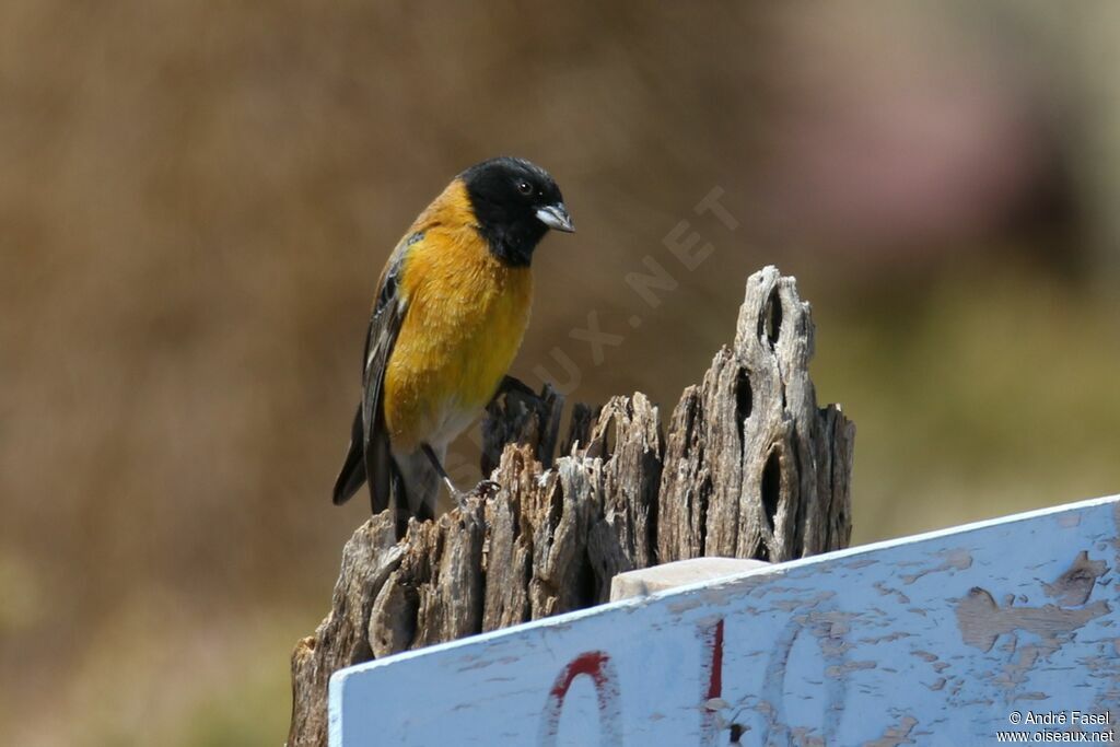 Black-hooded Sierra Finch