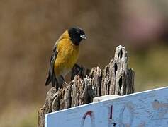 Black-hooded Sierra Finch