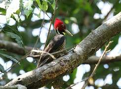 Pale-billed Woodpecker