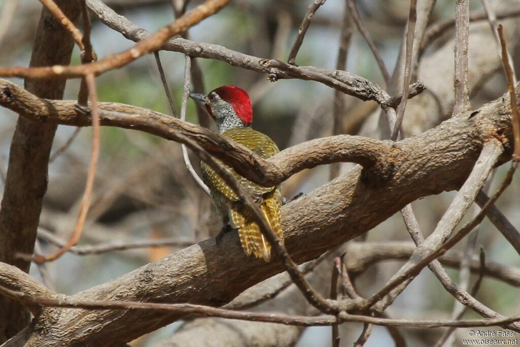 Fine-spotted Woodpecker