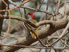 Fine-spotted Woodpecker