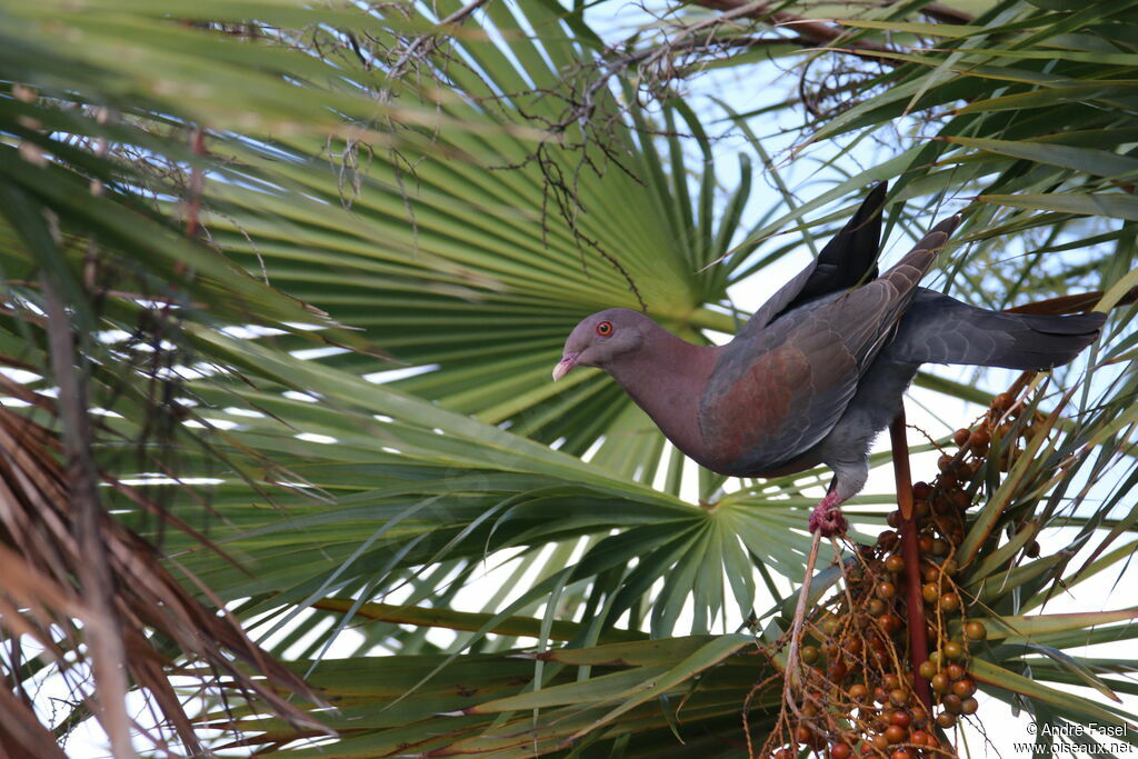 Pigeon à bec rouge