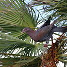 Pigeon à bec rouge