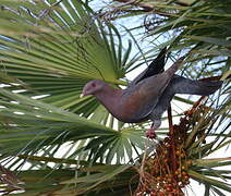 Red-billed Pigeon