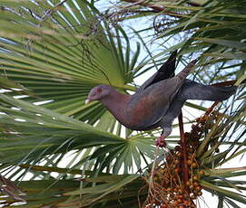 Pigeon à bec rouge