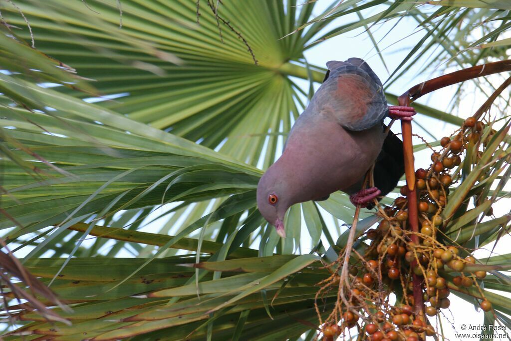 Pigeon à bec rouge